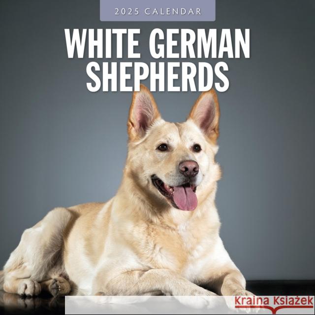 German Shepherd, White 2025 Square Wall Calendar Red Robin 9781804424667 Red Robin Publishing Ltd. - książka