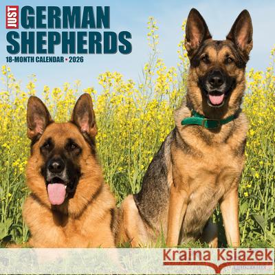 German Shepherds 2026 12 X 12 Wall Calendar Willow Creek Press 9781549251238 Wlcp - książka