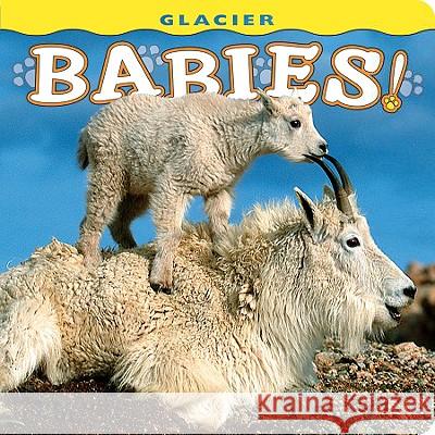 Glacier Babies! Wendy Shattil Bob Rozinski 9781560374985 Farcountry Press - książka