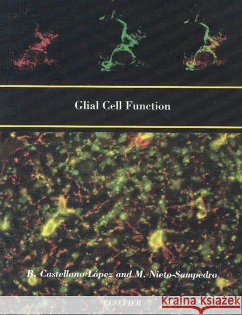 Glial Cell Function (Paperback) B. Castellano Lopez Manuel Nieto-Sampedro B. Castellan 9780444514868 Elsevier Science - książka