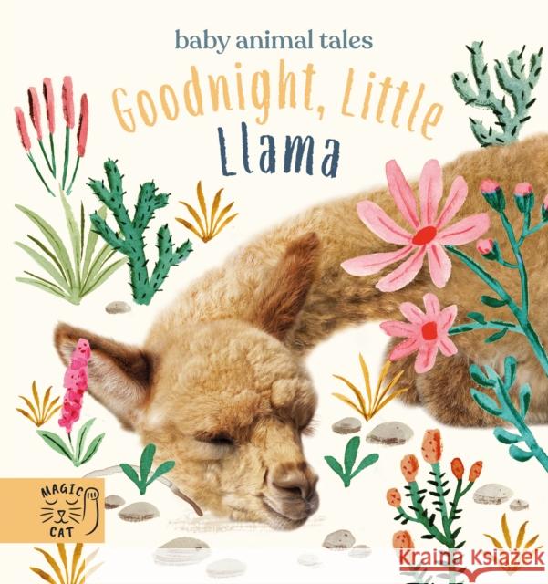 Goodnight, Little Llama: A book about being a good friend Amanda Wood 9781913520281 Magic Cat Publishing - książka