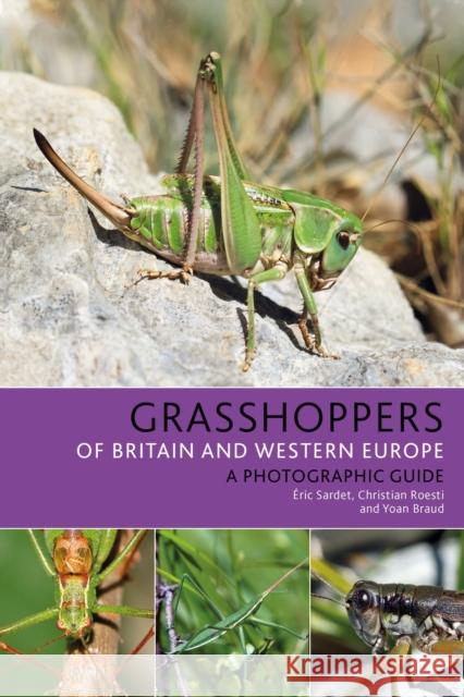 Grasshoppers of Britain and Western Europe: A Photographic Guide Sardet, Éric 9781472954862 Bloomsbury Publishing PLC - książka