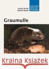 Graumulle : Unterirdisch sozial lebende Stachelschweinverwandte Burda, Hynek; Begall, Sabine; Sumbera, Radim 9783894322533 VerlagsKG Wolf - książka