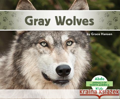 Gray Wolves Grace Hansen 9781680801101 Abdo Kids - książka