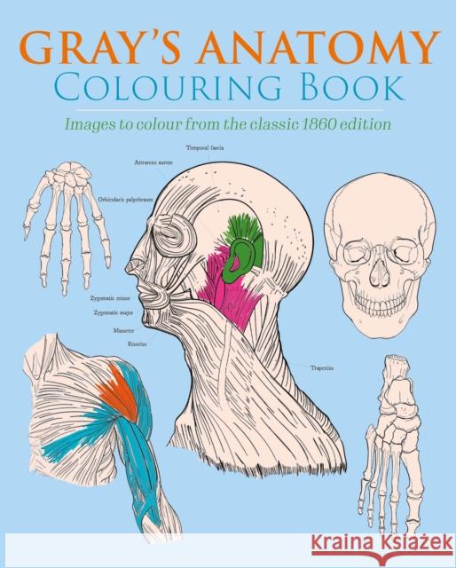 Gray's Anatomy Colouring Book: Images to Colour from the Classic 1860 Edition Henry Carter 9781398807891 Arcturus Publishing Ltd - książka