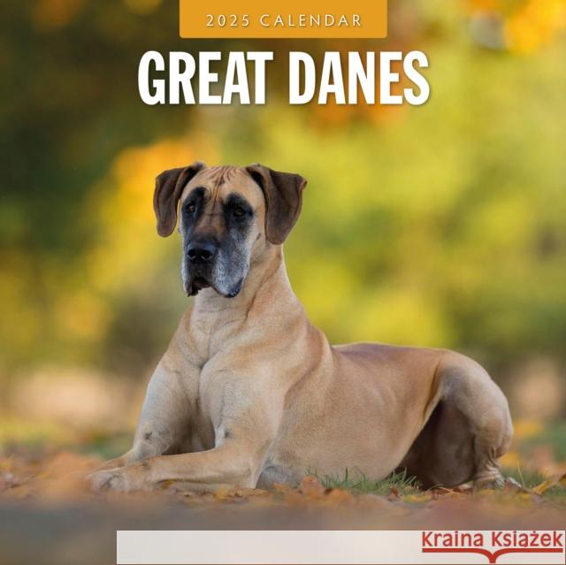 Great Danes 2025 Square Wall Calendar Red Robin 9781804424728 Red Robin Publishing Ltd. - książka