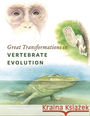 Great Transformations in Vertebrate Evolution Kenneth P. Dial Neil Shubin Elizabeth L. Brainerd 9780226268255 University of Chicago Press - książka