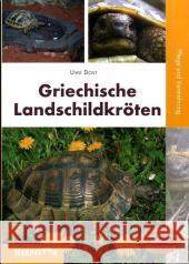 Griechische Landschildkröten : Pflege und Vermehrung. Enthält 'Schritt für Schritt' Anleitung Überwinterung Dost, Uwe   9783936180190 Herpeton - książka