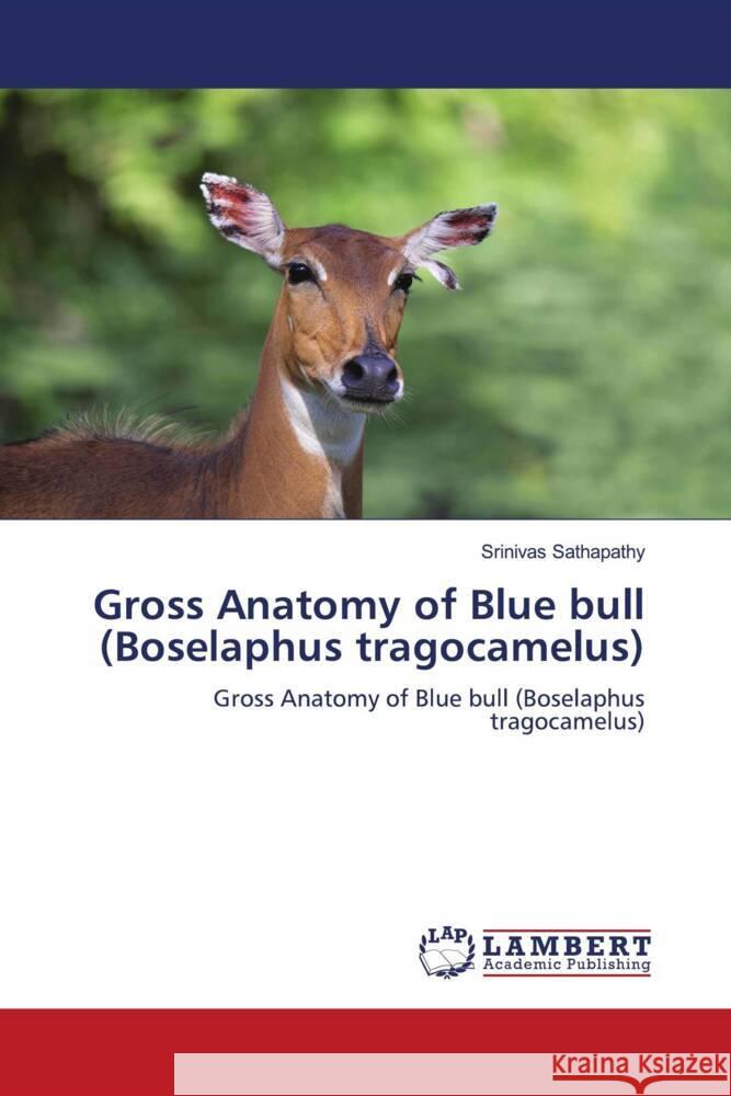 Gross Anatomy of Blue bull (Boselaphus tragocamelus) Sathapathy, Srinivas 9786206787433 LAP Lambert Academic Publishing - książka