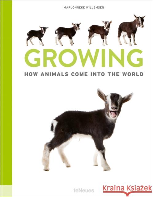 Growing: How animals come into our world Marlonneke Willemsen 9783961713363 teNeues Publishing UK Ltd - książka
