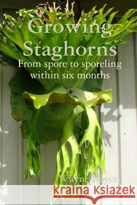 Growing Staghorns from Spore Wayne Boyce 9781300939795 Lulu.com - książka