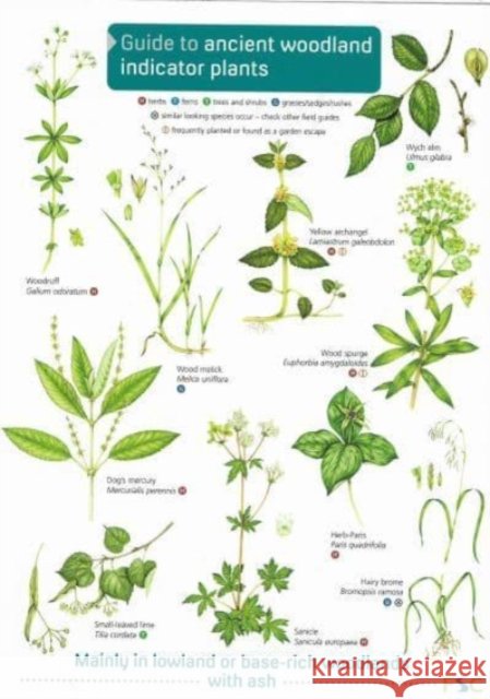 Guide to Ancient Woodland Indicator Plants  9781908819277 Field Studies Council - książka