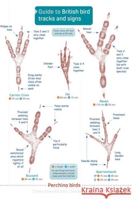 Guide to British bird tracks and signs Dan Puplett 9781908819505 Field Studies Council - książka