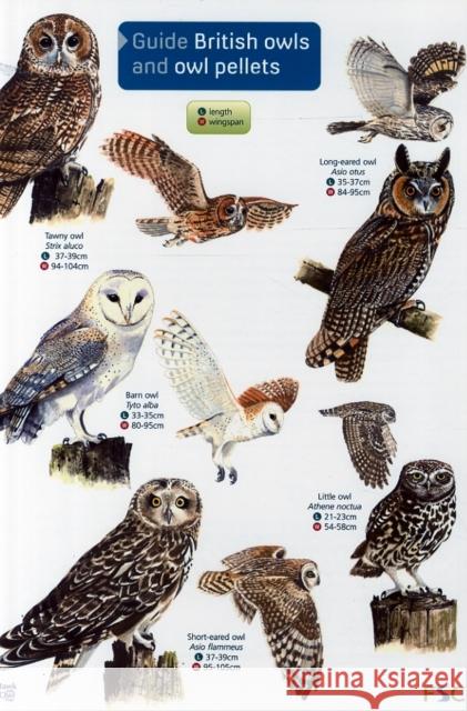 Guide to British Owls and Owl Pellets Leanne Thomas, Chris Shields 9781851532353 Field Studies Council - książka