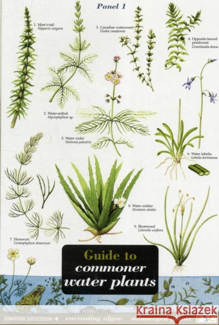 Guide to Commoner Water Plants John Bebbington 9781851538676 Field Studies Council - książka