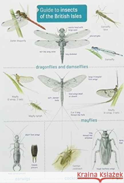 Guide to Insects of the British Isles Richard Lewington, Richard Lewington 9781908819055 Field Studies Council - książka