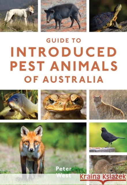 Guide to Introduced Pest Animals of Australia Peter West 9781486305674 CSIRO Publishing - książka