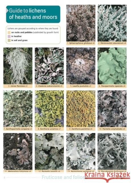 Guide to Lichens of Heaths and Moors Frank Dobson 9781851532391 Field Studies Council - książka
