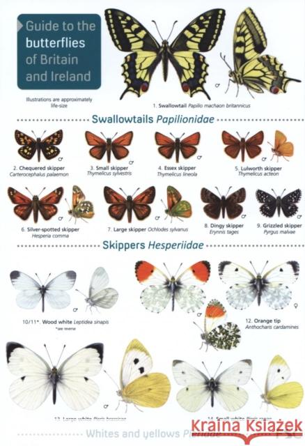 Guide to the butterflies of Britain and Ireland John Bebbington Richard Lewington  9781908819451 Field Studies Council - książka