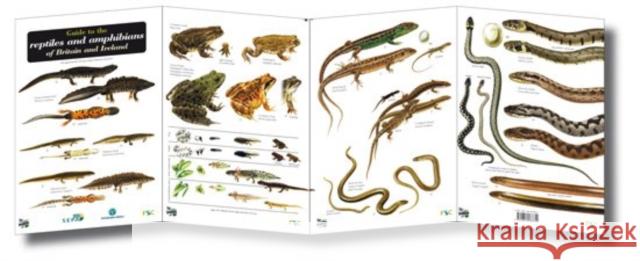 Guide to the Reptiles and Amphibians of Britain and Ireland Peter Roberts, Denys Ovenden 9781851538652 Field Studies Council - książka