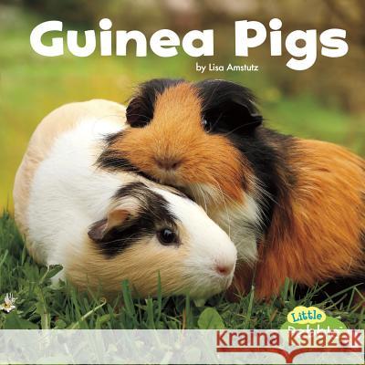 Guinea Pigs Lisa J. Amstutz 9781543501650 Capstone Press - książka