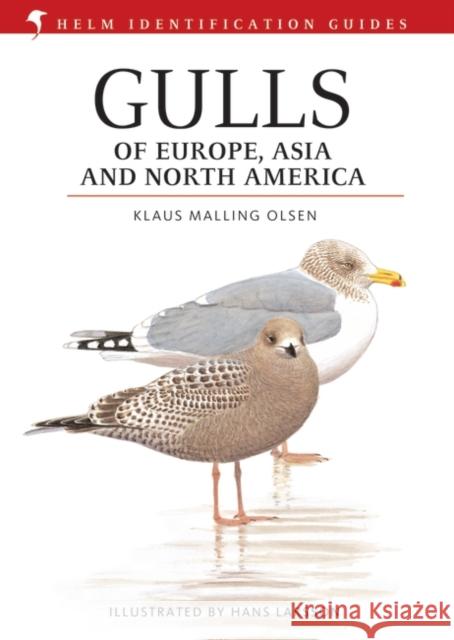 Gulls of Europe, Asia and North America Klaus Malling Olsen, Hans Larsson 9780713670875 Bloomsbury Publishing PLC - książka