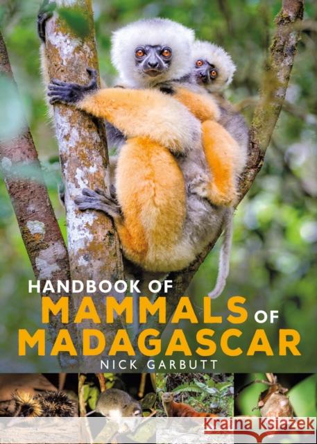 Handbook of Mammals of Madagascar Nick Garbutt 9781472985934 Bloomsbury Publishing PLC - książka