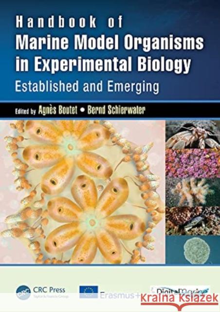 Handbook of Marine Model Organisms in Experimental Biology: Established and Emerging Schierwater, Bernd 9780367444471 CRC Press - książka