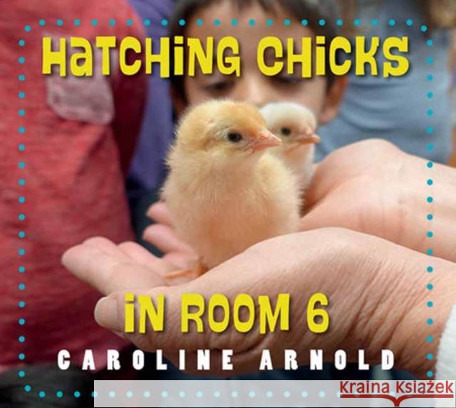 Hatching Chicks in Room 6 Caroline Arnold 9781623542689 Charlesbridge Publishing,U.S. - książka