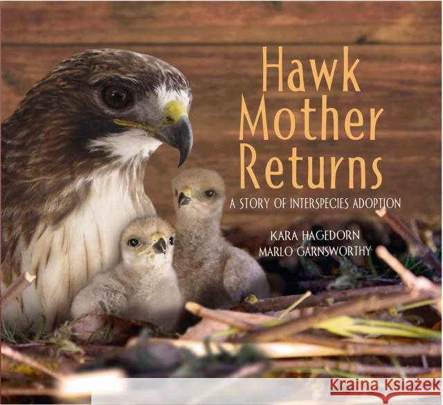 Hawk Mother Returns: A Story of Interspecies Adoption Marlo Garnsworthy 9781970039085 Web of Life Children's Books - książka