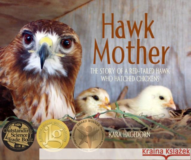 Hawk Mother: The Story of a Red-tailed Hawk Who Hatched Chickens  9781970039078 Web of Life Children's Books - książka