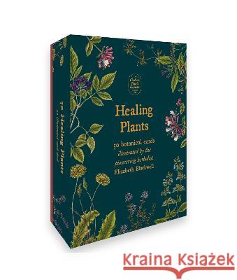 Healing Plants: 50 Botanical Cards Illustrated by the Pioneering Herbalist Elizabeth Blackwell Chelsea Physi 9781783255818 Aster - książka