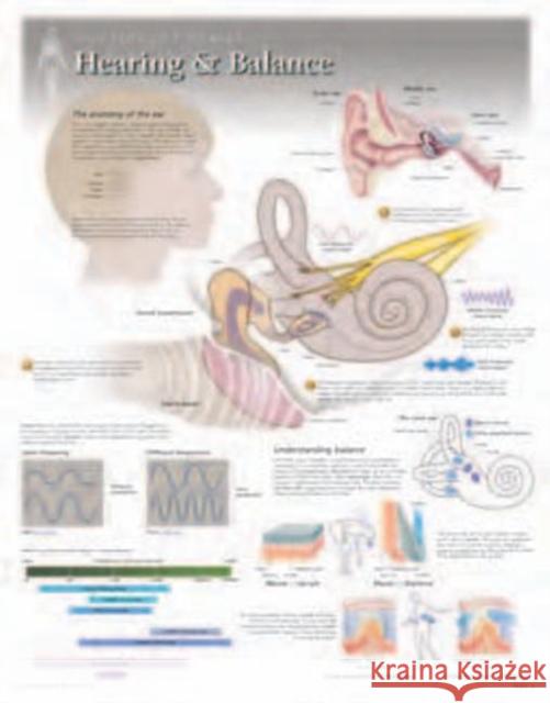 Hearing & Balance Laminated Poster Scientific Publishing 9781935612070 Scientific Publishing Limited - książka