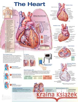 Heart  Anatomical Chart Company 9781496369628  - książka