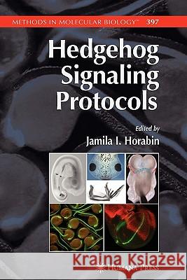 Hedgehog Signaling Protocols Jamila I. Horabin 9781617377211 Springer - książka