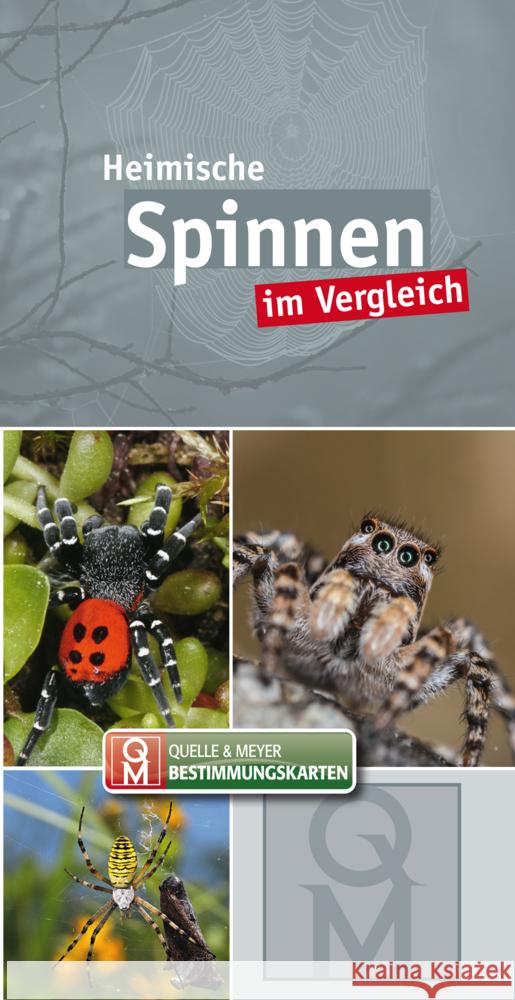 Heimische Spinnen  9783494019086 Quelle & Meyer - książka