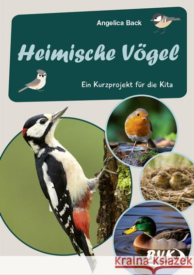 Heimische Vögel - Back, Angelica 9783965201743 BVK Buch Verlag Kempen - książka