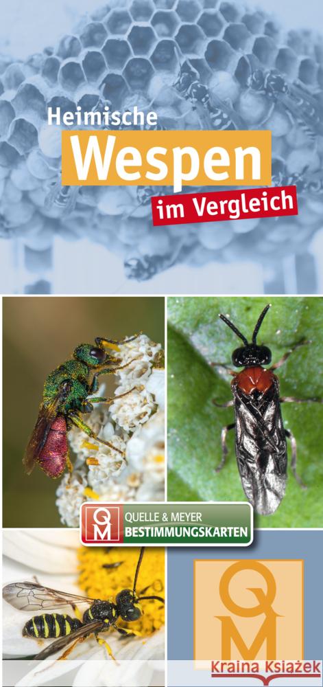 Heimische Wespen  9783494019635 Quelle & Meyer - książka