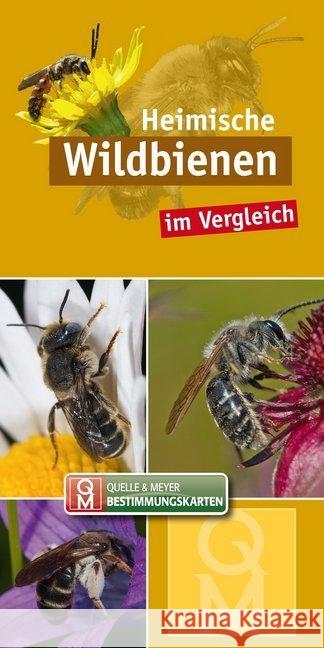 Heimische Wildbienen : im Vergleich  9783494018287 Quelle & Meyer - książka