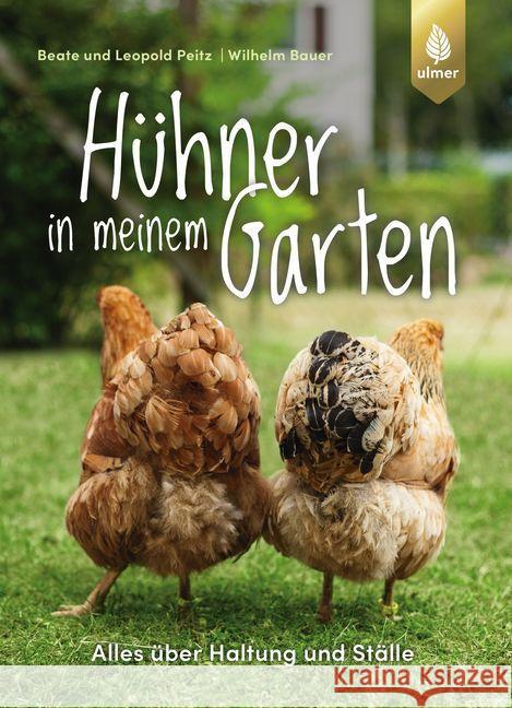 Hühner in meinem Garten : Alles über Haltung und Ställe Peitz, Beate; Peitz, Leopold; Bauer, Wilhelm 9783818607067 Verlag Eugen Ulmer - książka