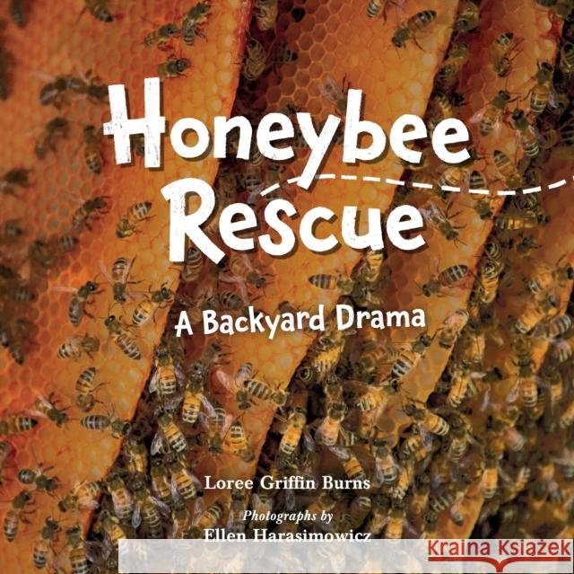 Honeybee Rescue: A Backyard Drama Loree Griffi Ellen Harasimowicz 9781623542399 Charlesbridge Publishing,U.S. - książka