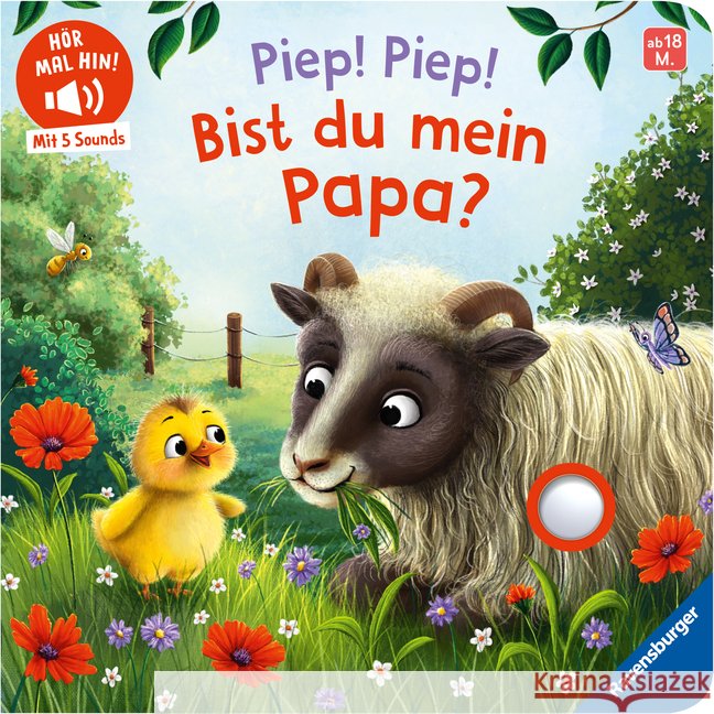 Hör mal hin - Piep! Piep! Bist du mein Papa? Penners, Bernd 9783473422388 Ravensburger Verlag - książka