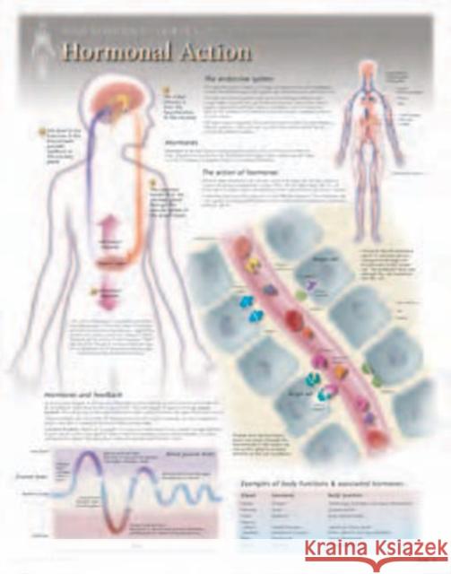 Hormonal Action Laminated Poster Scientific Publishing 9781935612162 Scientific Publishing Limited - książka