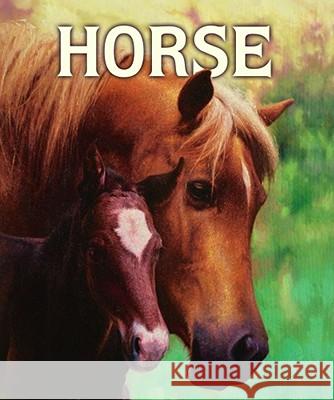 Horse Malachy Doyle Angelo Rinaldi 9781416924678 Margaret K. McElderry Books - książka
