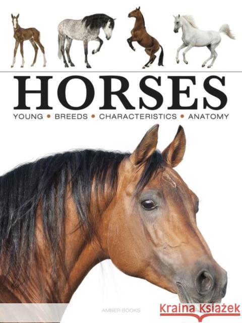 Horses Paula Hammond 9781838862596 Amber Books - książka