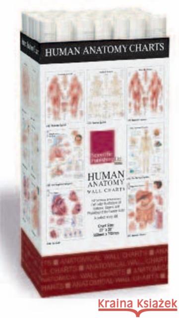 Human Anatomy Charts -- 48 Chart Merchandiser Scientific Publishing 9781932922967 Scientific Publishing - książka