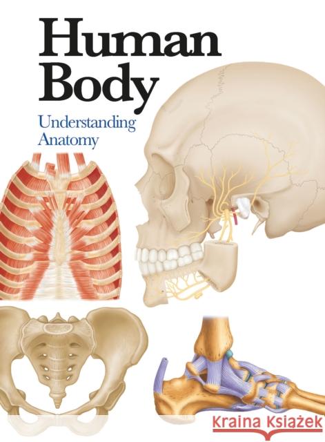 Human Body: Understanding Anatomy Jane D 9781782743774 Amber Books Ltd - książka