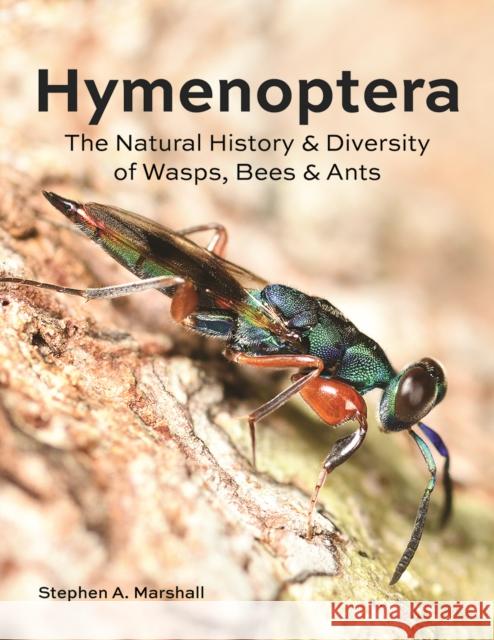 Hymenoptera: The Natural History and Diversity of Wasps, Bees and Ants Stephen A. Marshall 9780228103714 Firefly Books - książka