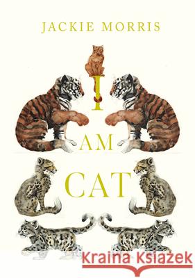 I am Cat Jackie Morris 9781915659415 Otter-Barry Books Ltd - książka