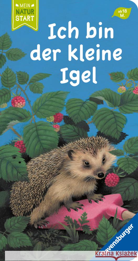 Ich bin der kleine Igel Stottele, Gisela 9783473418435 Ravensburger Verlag - książka
